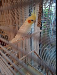 Cockatiel 4 μηνων-thumb-2