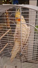 Cockatiel 4 μηνων-thumb-3