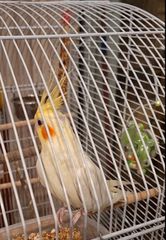Cockatiel 4 μηνων-thumb-4