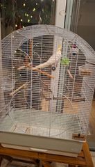 Cockatiel 4 μηνων-thumb-5