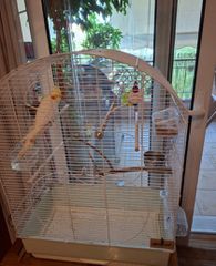 Cockatiel 4 μηνων-thumb-6