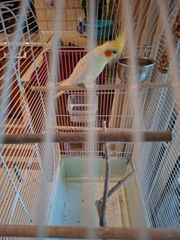 Cockatiel 4 μηνων-thumb-7