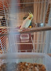 Cockatiel 4 μηνων-thumb-8
