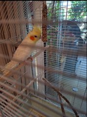 Cockatiel 4 μηνων-thumb-9