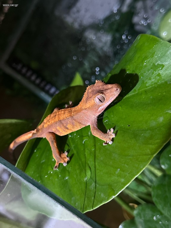 crested gecko