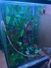 crested gecko-thumb-1