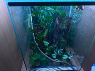 crested gecko-thumb-2
