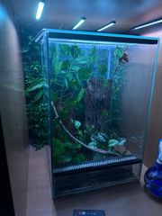 crested gecko-thumb-3