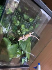 crested gecko-thumb-4