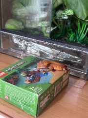 crested gecko-thumb-5