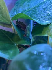 crested gecko-thumb-6