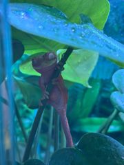 crested gecko-thumb-7