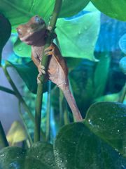 crested gecko-thumb-8