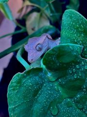 crested gecko-thumb-9