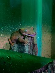 crested gecko-thumb-10