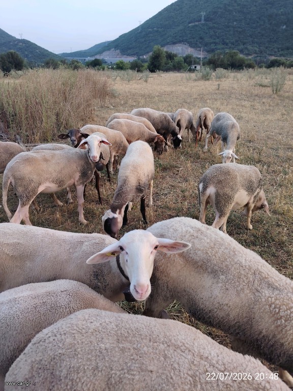 ντόπια βελτιωμένα + δικαιωματα
