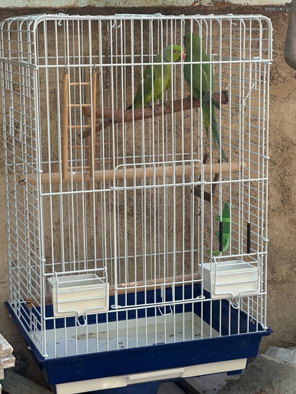 Ζευγάρι Ringneck