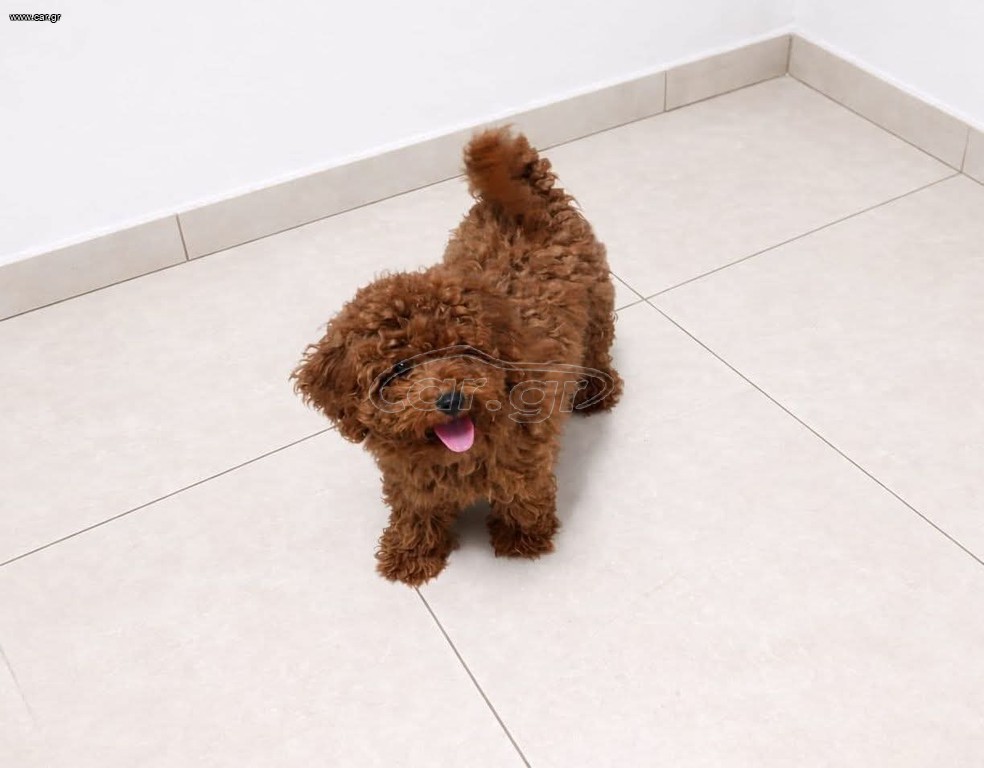 Poodle