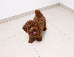 Poodle