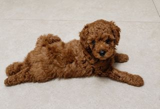 Poodle-thumb-1