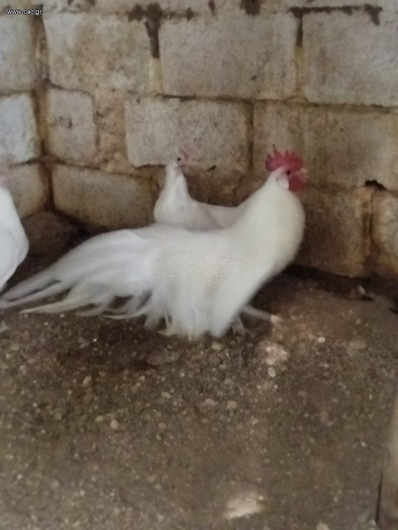 Διάφορα νανάκια