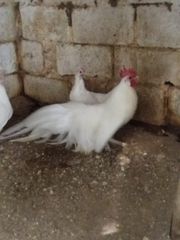 Διάφορα νανάκια