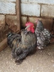 Διάφορα νανάκια-thumb-1