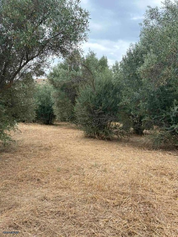 Ελαιόδενδρα