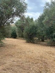 Ελαιόδενδρα