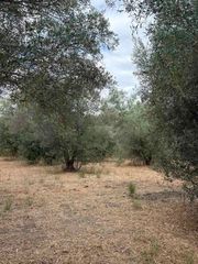 Ελαιόδενδρα-thumb-1