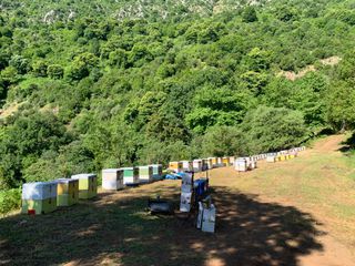 Πωλούνται μελισσια ατρύγητα