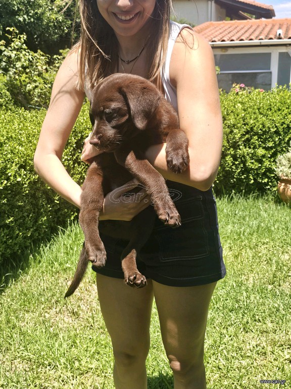 Labrador Retriver Λαμπραντόρ ριτρίβερ pedigree