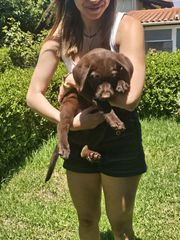 Labrador Retriver Λαμπραντόρ ριτρίβερ pedigree-thumb-1