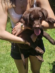 Labrador Retriver Λαμπραντόρ ριτρίβερ pedigree-thumb-2