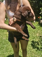 Labrador Retriver Λαμπραντόρ ριτρίβερ pedigree-thumb-3