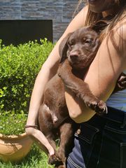 Labrador Retriver Λαμπραντόρ ριτρίβερ pedigree-thumb-4