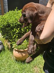 Labrador Retriver Λαμπραντόρ ριτρίβερ pedigree-thumb-5