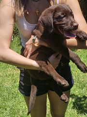 Labrador Retriver Λαμπραντόρ ριτρίβερ pedigree-thumb-6