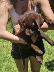 Labrador Retriver Λαμπραντόρ ριτρίβερ pedigree-thumb-7