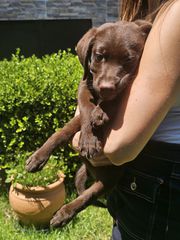 Labrador Retriver Λαμπραντόρ ριτρίβερ pedigree-thumb-8