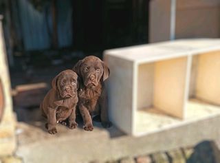 Labrador Retriver Λαμπραντόρ ριτρίβερ pedigree