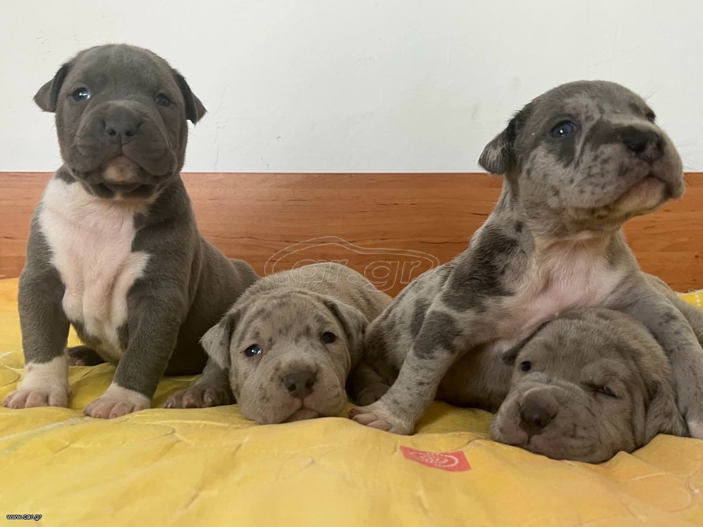 American bully pitbull