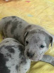 American bully pitbull-thumb-1