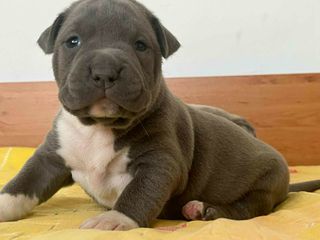 American bully pitbull-thumb-2