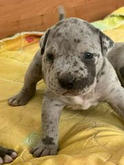 American bully pitbull-thumb-3