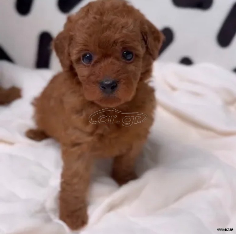 Πουντλ poodle κανίς