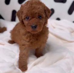 Πουντλ poodle κανίς