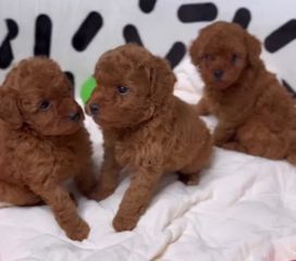 Πουντλ poodle κανίς-thumb-2