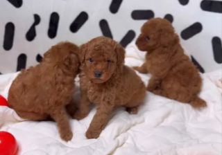 Πουντλ poodle κανίς-thumb-3