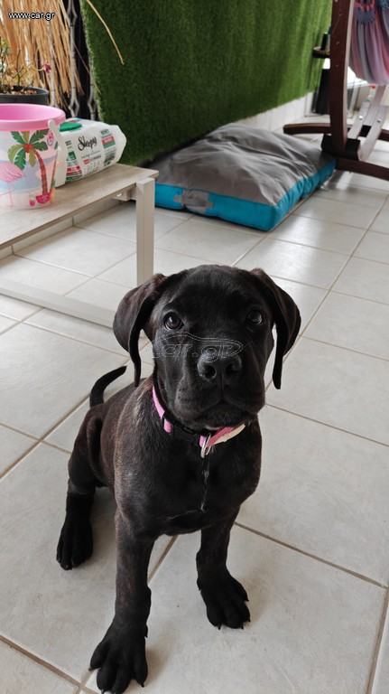 Cane corso